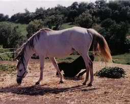 Cavallo